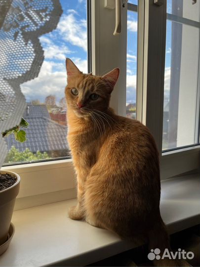 Рыжая кошка в добрые руки