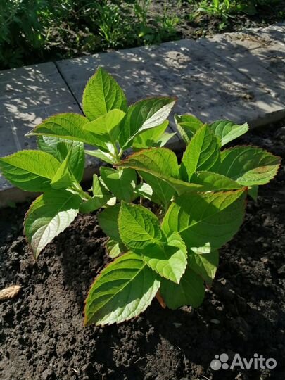 Гортензия крупнолистная двухгодовалый куст