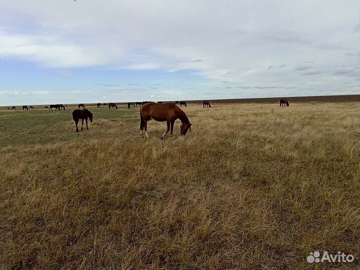Продажа кобыл (жеребые) с жеребятами
