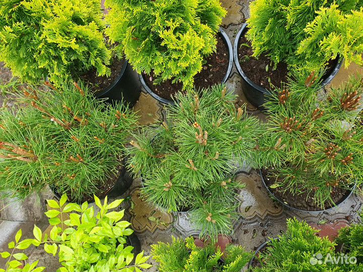 Сосна горная С10