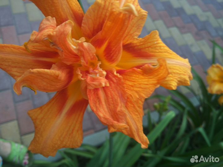 Продам многолетние цветы