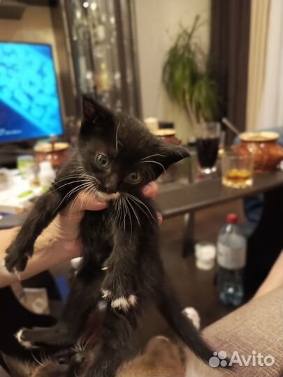 Кошка в дар бесплатно