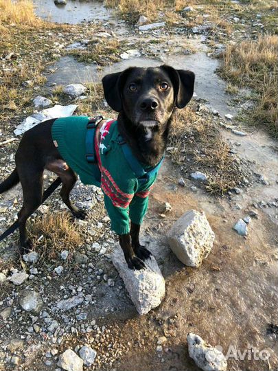 Гостиница для собак, передержка собак, зооняня