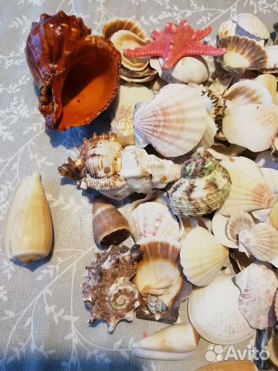 Морские ракушки раковины