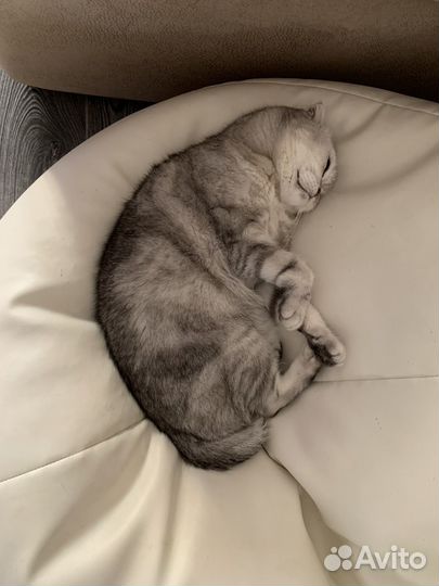 Шотландская кошка
