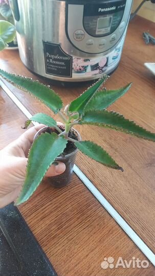 Каланхоэ лечебное