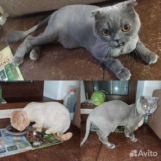 Груминг(стрижка) кошек. Выезд на дом