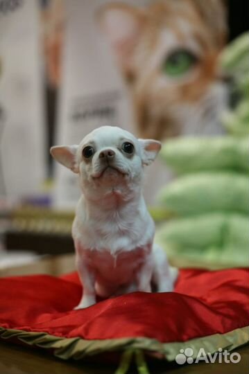 Фотограф анималист