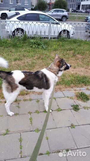 Собака