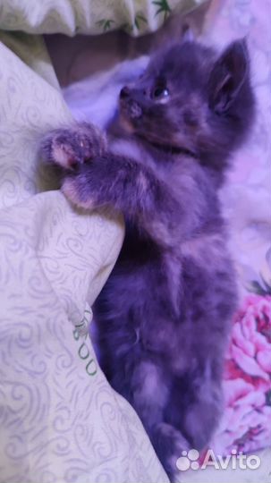 Отдам кота в добрые руки