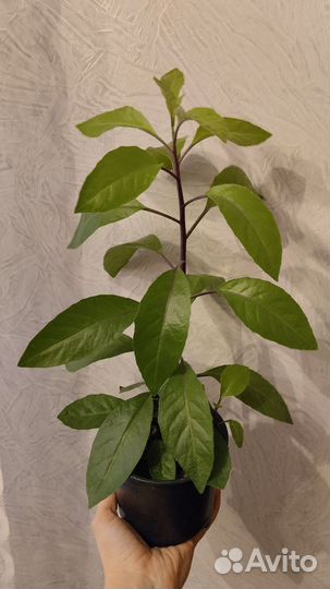 Джинура растения