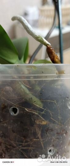 Орхидея фаленопсис