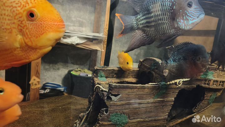 Лабидохромис еллоу