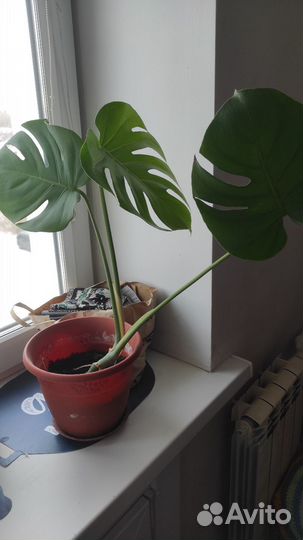 Комнатные растения цветы большие