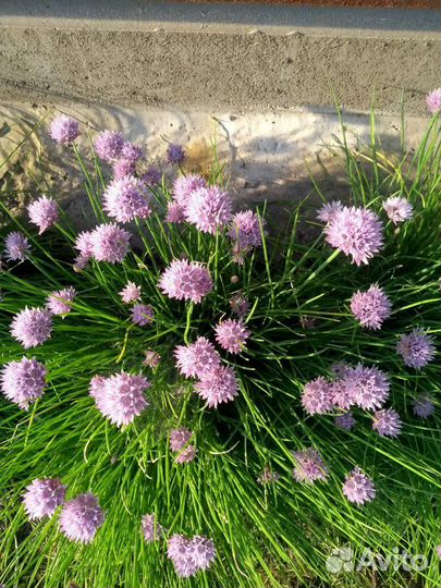 Цветы садовые многолетние