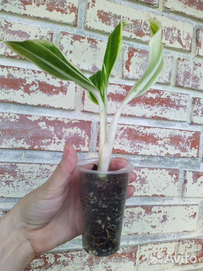 Аглаонема Lipstick Green