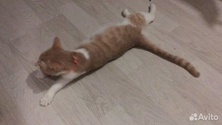 Котята в добрые руки бесплатно мальчик