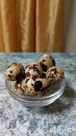 Яйца перепелиные