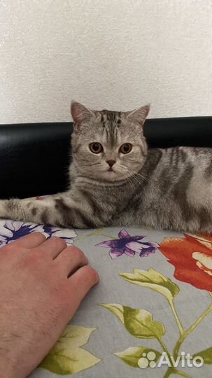 Кошки в добрые руки
