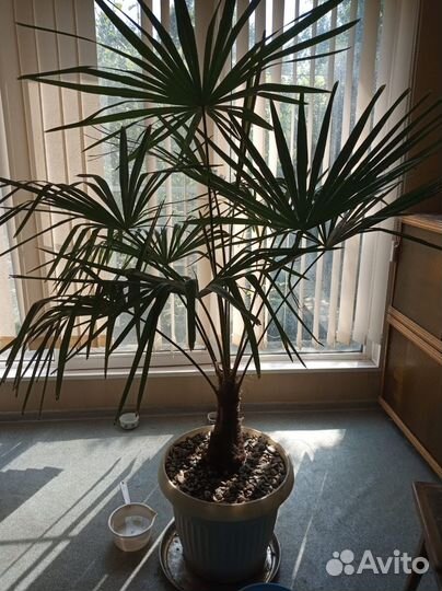Пальма Трахикарпус