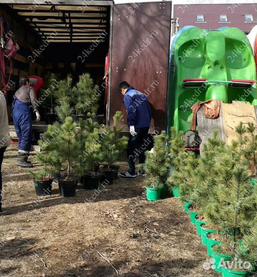 Саженцы кедра