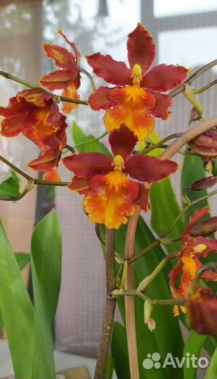 Цимбидиум луковицы