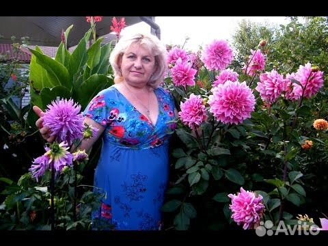 Луковицы лилии, георгины