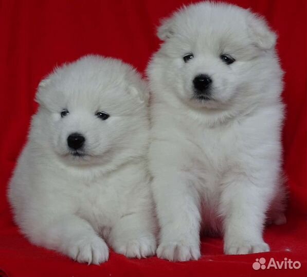 Самоедская лайка