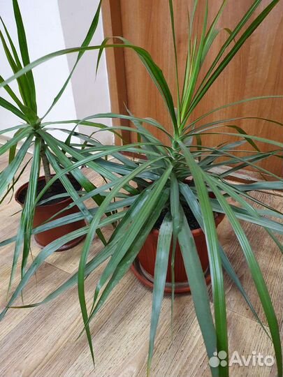 Пальма драцена