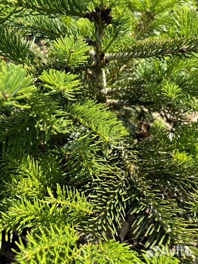 Пихта Abies 50 см Нидерландская
