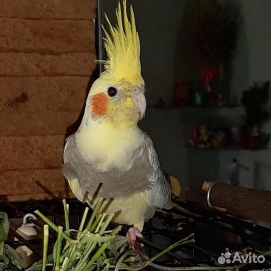 Попугай Кареллы птенчики