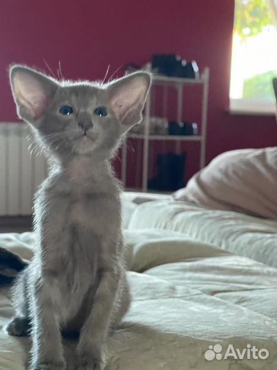 Ориентальная