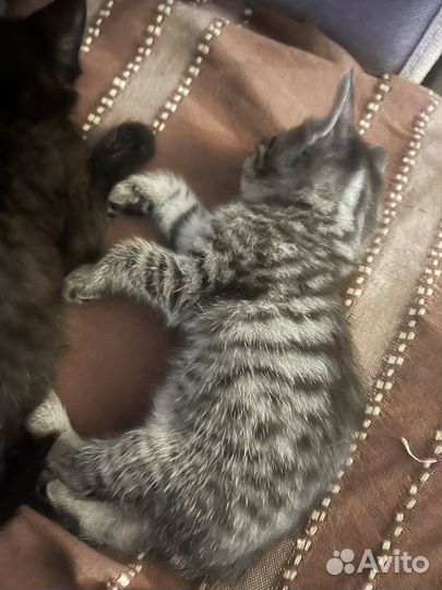 Котятки в добрые руки