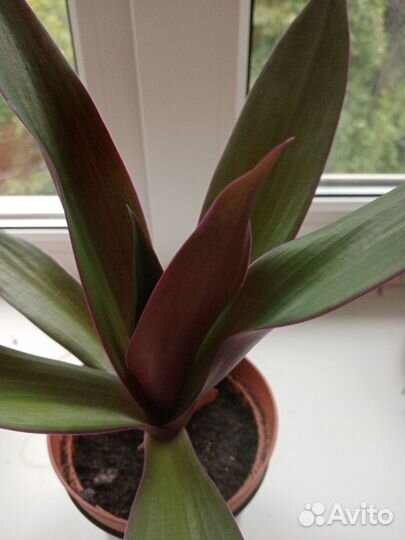 Традесканция рео-разноцветная