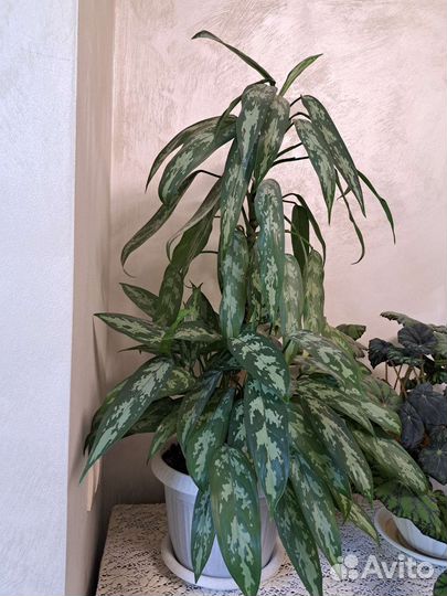 Комнатные цветы