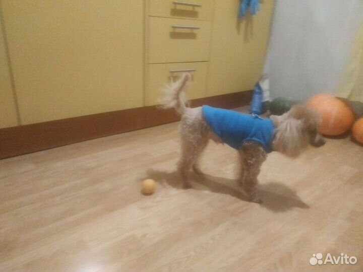 Жилет флисовый для маленькой собачки