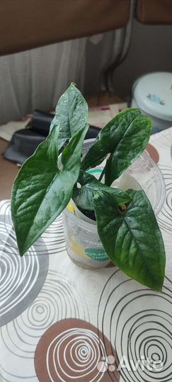 Сингониум imperial еллоу