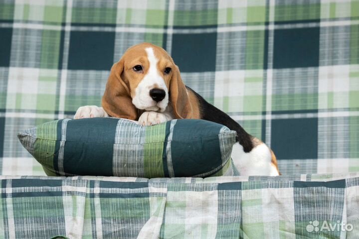 Щенки бигль