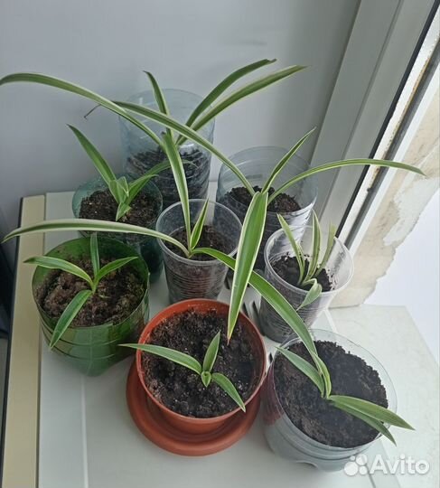 Хлорофитум отростки