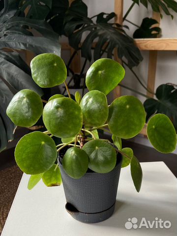 Пилея пеперомиевидная