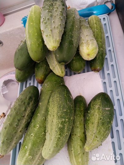 Огурцы свежие домашние