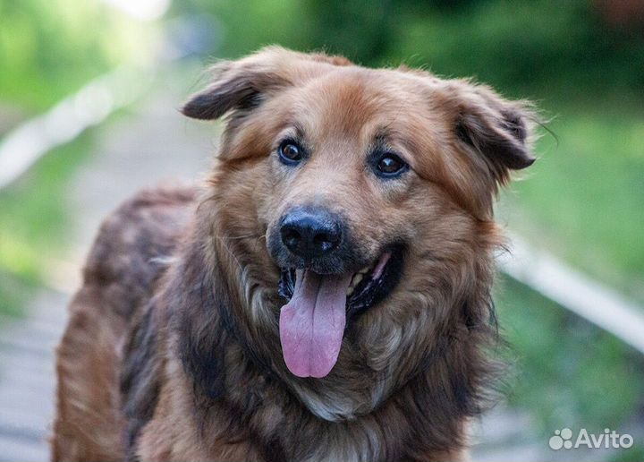 Пес с душой человека)