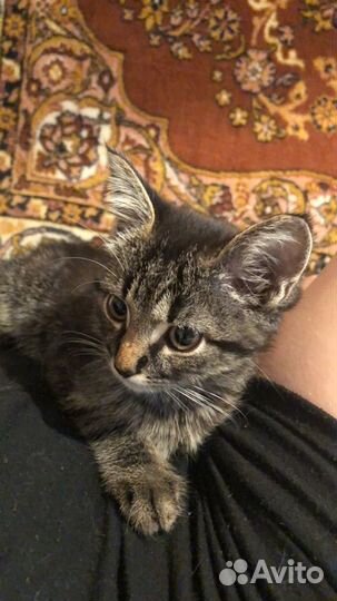 Кот в добрые руки