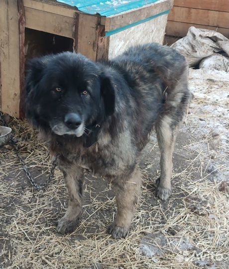 Барон- крупный пес с густой шубой