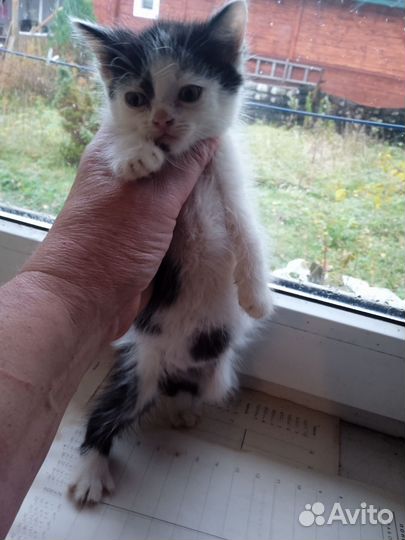 Котик в добрые руки