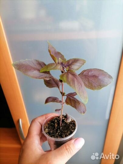 Базилик фиолетовый