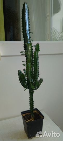 Комнатные растения(диффенбахия, фиалка.п