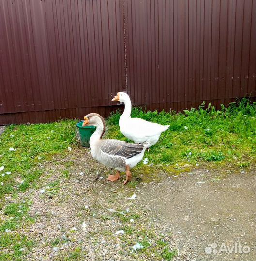Пара гусей