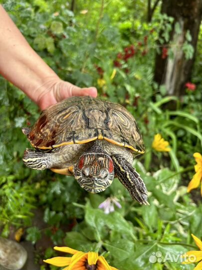 Красноухая черепаха бесплатно