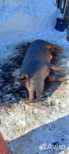 Мясо свинина домашняя